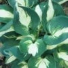 'Half And Half' Hosta -Green Haven Shop 544 2068 popup