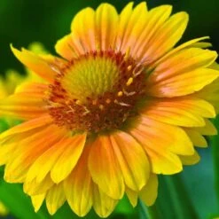 'Arizona Apricot' Blanket Flower -Green Haven Shop 545 2071 popup 468b192a 3e32 44e4 8295 93eb20f79efc sw
