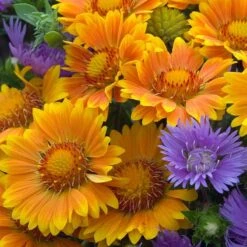 'Arizona Apricot' Blanket Flower -Green Haven Shop 545 2073 popup e7b57a91 b829 4620 a797 58c0233322da sw