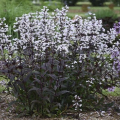 'Onyx And Pearls' Beardtongue -Green Haven Shop 548Penstemon OnyxandPearls 3