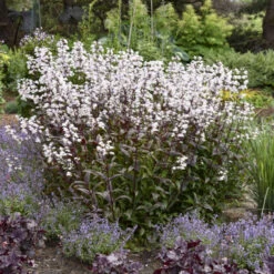 'Onyx And Pearls' Beardtongue -Green Haven Shop 548Penstemon OnyxandPearls 4