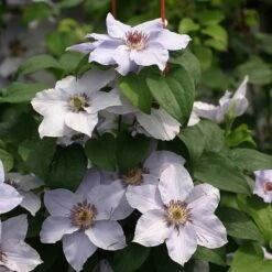 Still Waters™ Clematis 10 Still Waters™ Clematis -Green Haven Shop 548 2084 popup