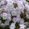 'Fashionably Early Crystal' Hybrid Phlox 2 'Fashionably Early Crystal' Hybrid Phlox -Green Haven Shop 549Phlox FashionablyEarlyCrystal 1