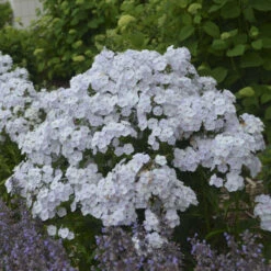 'Fashionably Early Crystal' Hybrid Phlox -Green Haven Shop 549Phlox FashionablyEarlyCrystal 3
