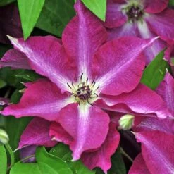 'Viva Polonia' Clematis -Green Haven Shop 549 2087 popup