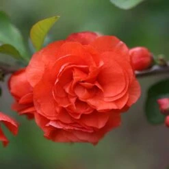Double Take Orange™ Flowering Quince -Green Haven Shop 550 2089 popup