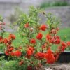 Double Take Orange™ Flowering Quince -Green Haven Shop 550 2090 popup sw
