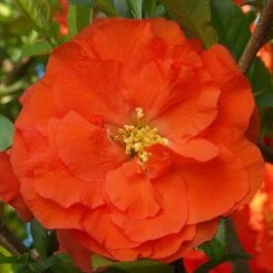 Double Take Orange™ Flowering Quince -Green Haven Shop 550 2092 popup
