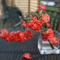 Double Take Orange™ Flowering Quince -Green Haven Shop 550 2093 popup sw