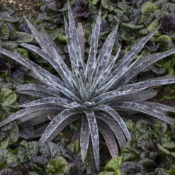 Mad About Mangave® 'Moonglow' Mangave -Green Haven Shop 554Mangave Moonglow 3