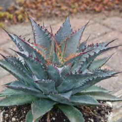 Mad About Mangave® 'Tooth Fairy' Mangave -Green Haven Shop 555Mangave ToothFairy 3