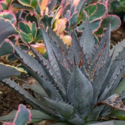 Mad About Mangave® 'Tooth Fairy' Mangave -Green Haven Shop 555Mangave ToothFairy 4