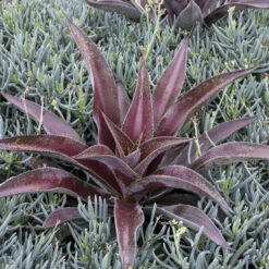 Mad About Mangave® 'Mission To Mars' Mangave -Green Haven Shop 555be7912669a4ed0316e84fab1e10c9