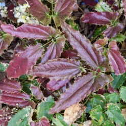 'Sandy Claws' Barrenwort -Green Haven Shop 558Epimediumwushanense SandyClaws 4