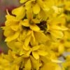 Show Off Starlet® Forsythia -Green Haven Shop 558 2134 popup