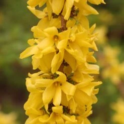 Show Off Starlet® Forsythia -Green Haven Shop 558 2136 popup
