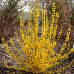 Show Off Starlet® Forsythia -Green Haven Shop 558 2138 popup