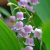 'Rosea' Lily Of The Valley 1 'Rosea' Lily Of The Valley -Green Haven Shop 562 Convallaria rosea 1