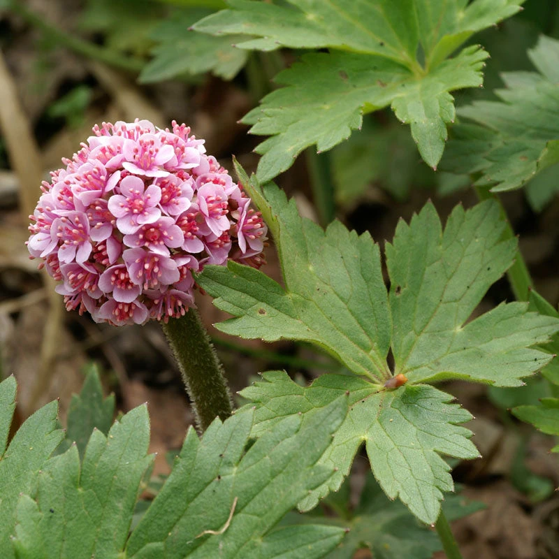 Umbrella Plant 4 Umbrella Plant - Image 2