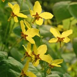 'Frohnleiten' Barrenwort 13 'Frohnleiten' Barrenwort -Green Haven Shop 565 Epimedium frohnleiten 4