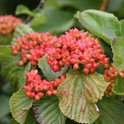 Tandoori Orange® Linden Viburnum -Green Haven Shop 565 2159 popup