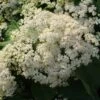 Tandoori Orange® Linden Viburnum -Green Haven Shop 565 2160 popup