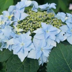 Tuff Stuff Ah-Ha® Mountain Hydrangea 9 Tuff Stuff Ah-Ha® Mountain Hydrangea -Green Haven Shop 567 2164 popup