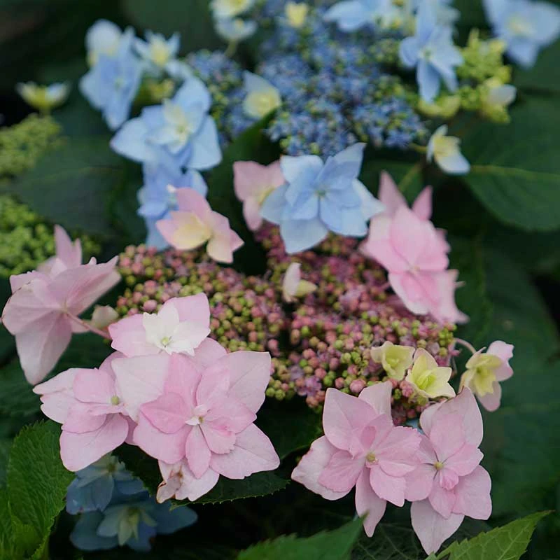 Tuff Stuff Ah-Ha® Mountain Hydrangea 6 Tuff Stuff Ah-Ha® Mountain Hydrangea - Image 4
