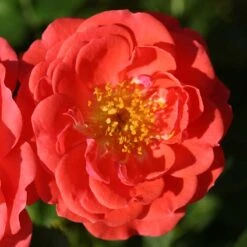 Oso Easy® Mango Salsa Rose -Green Haven Shop 569 2175 popup