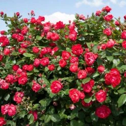 Oso Easy Double Red® Rose -Green Haven Shop 571 2179 popup