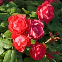 Oso Easy Double Red® Rose -Green Haven Shop 571 2180 popup