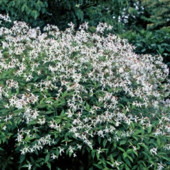 Bowman's Root -Green Haven Shop 572 Gillenia trifoliata 1