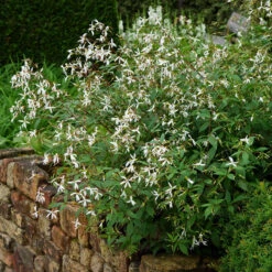 Bowman's Root -Green Haven Shop 572 Gillenia trifoliata 5