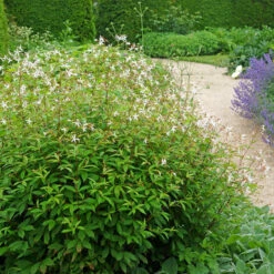 Bowman's Root -Green Haven Shop 572 Gillenia trifoliata 6