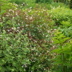 Bowman's Root -Green Haven Shop 572 Gillenia trifoliata 8