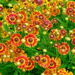 Mariachi™ 'Fuego' Helenium -Green Haven Shop 574 Helenium fuego 3