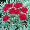 'Frosty Fire' Dianthus 1 'Frosty Fire' Dianthus -Green Haven Shop 576 2221 popup sw