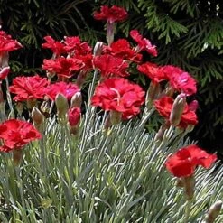 'Frosty Fire' Dianthus -Green Haven Shop 576 2222 popup sw