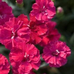 'Frosty Fire' Dianthus -Green Haven Shop 576 2226 popup sw