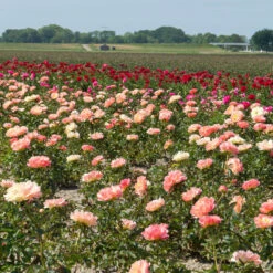 'Coral Sunset' Peony -Green Haven Shop 577 Paeonia coral sunset 4
