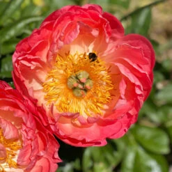 'Coral Sunset' Peony -Green Haven Shop 577 Paeonia coral sunset 5