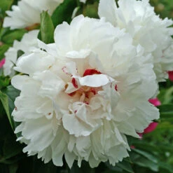 'Festiva Maxima' Peony 11 'Festiva Maxima' Peony -Green Haven Shop 580 Paeonia festiva maxima 3
