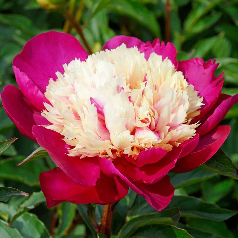 'White Cap' Peony 4 'White Cap' Peony - Image 2