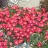 'Jewel Of Desert Ruby' Ice Plant -Green Haven Shop 582 2239 popup sw