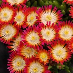 'Jewel Of Desert Ruby' Ice Plant -Green Haven Shop 582 2241 popup sw