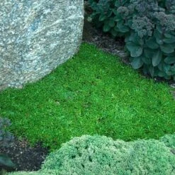 'Jewel Of Desert Ruby' Ice Plant -Green Haven Shop 582 2242 popup sw