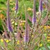 'Fascination' Culver's Root -Green Haven Shop 583 Veronicastrum fascination 1