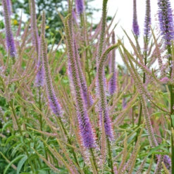 'Fascination' Culver's Root -Green Haven Shop 583 Veronicastrum fascination 4
