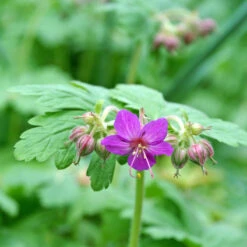 'Bevan's Variety' Cranesbill 7 'Bevan's Variety' Cranesbill -Green Haven Shop 584 Geranium bevans variety 3