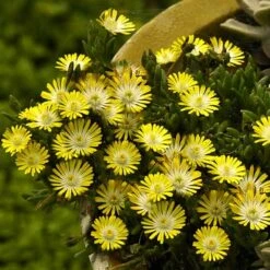 'Jewel Of Desert Peridot' Ice Plant -Green Haven Shop 584 2251 popup sw